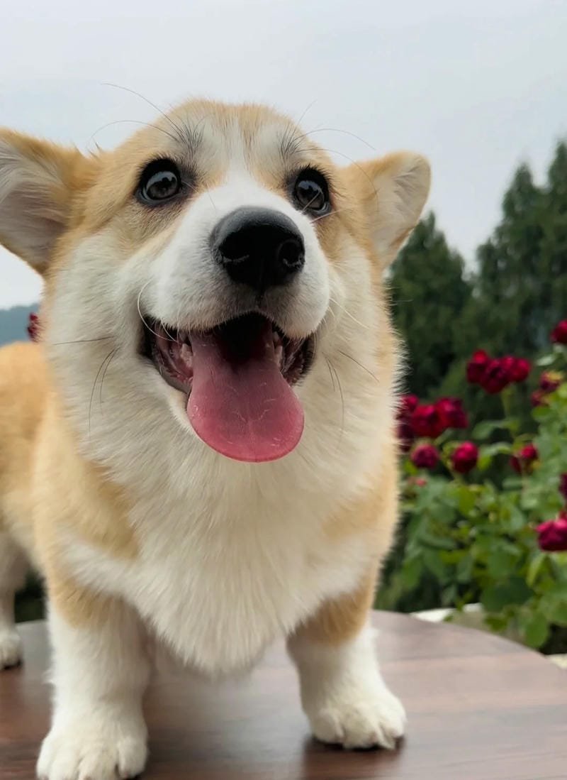 Ảnh con chó cute chất lượng cao dành cho người yêu thú cưng