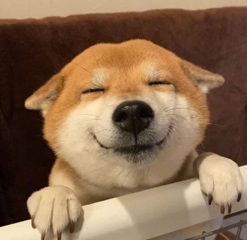 ảnh con chó cười 1