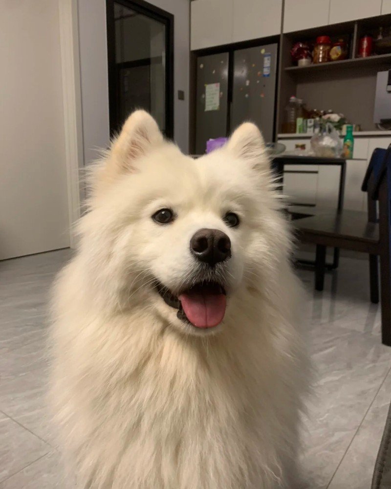 ảnh con chó cười 10