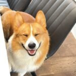 top 150+ Ảnh con chó cười nhìn là thấy vui ngay