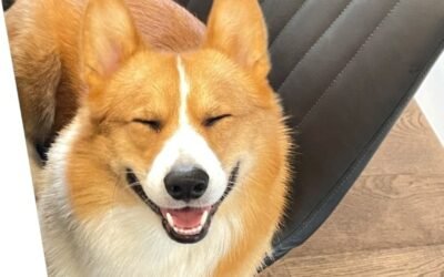 top 150+ Ảnh con chó cười nhìn là thấy vui ngay