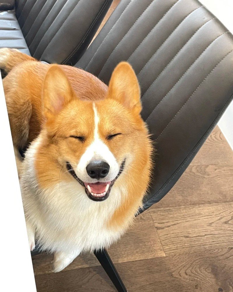 ảnh con chó cười 14