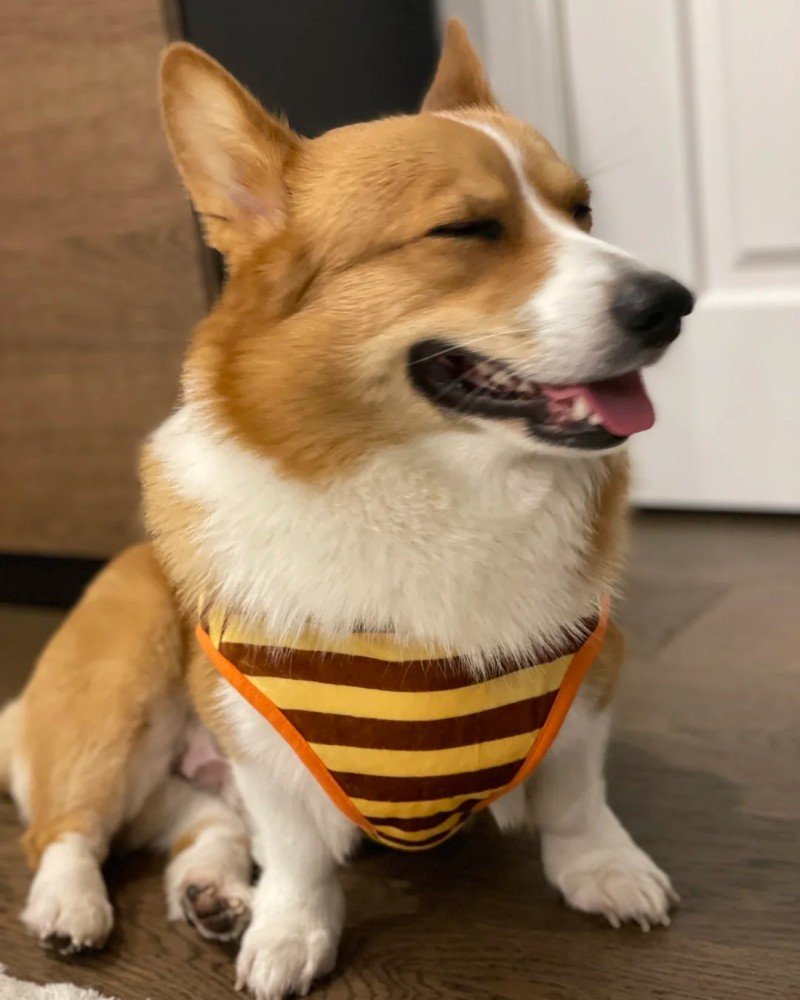 ảnh con chó cười 15