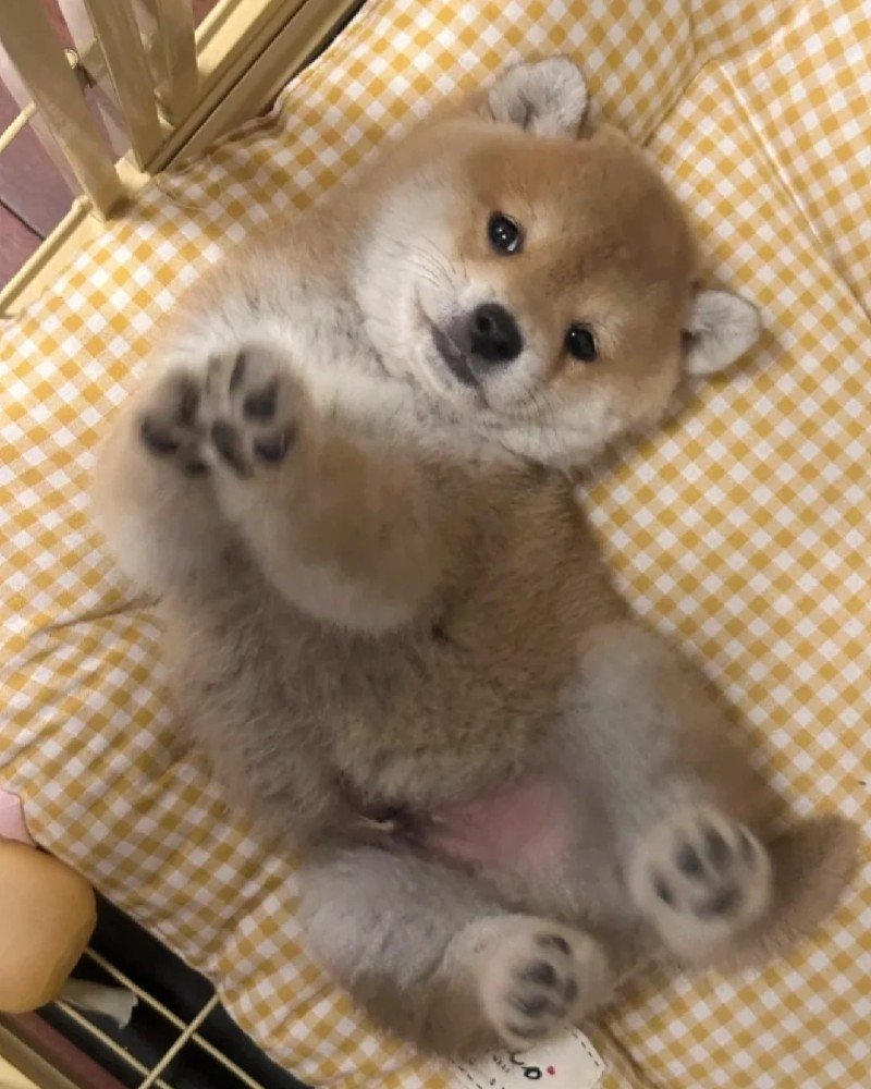 ảnh con chó cười 17