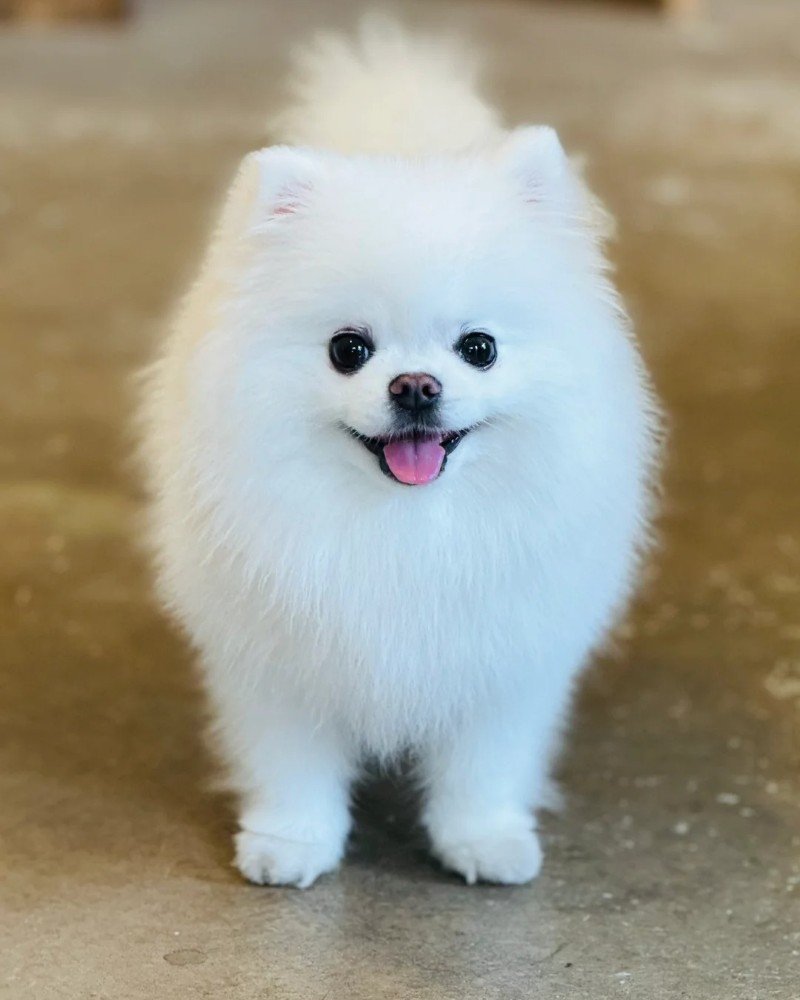 ảnh con chó cười 18