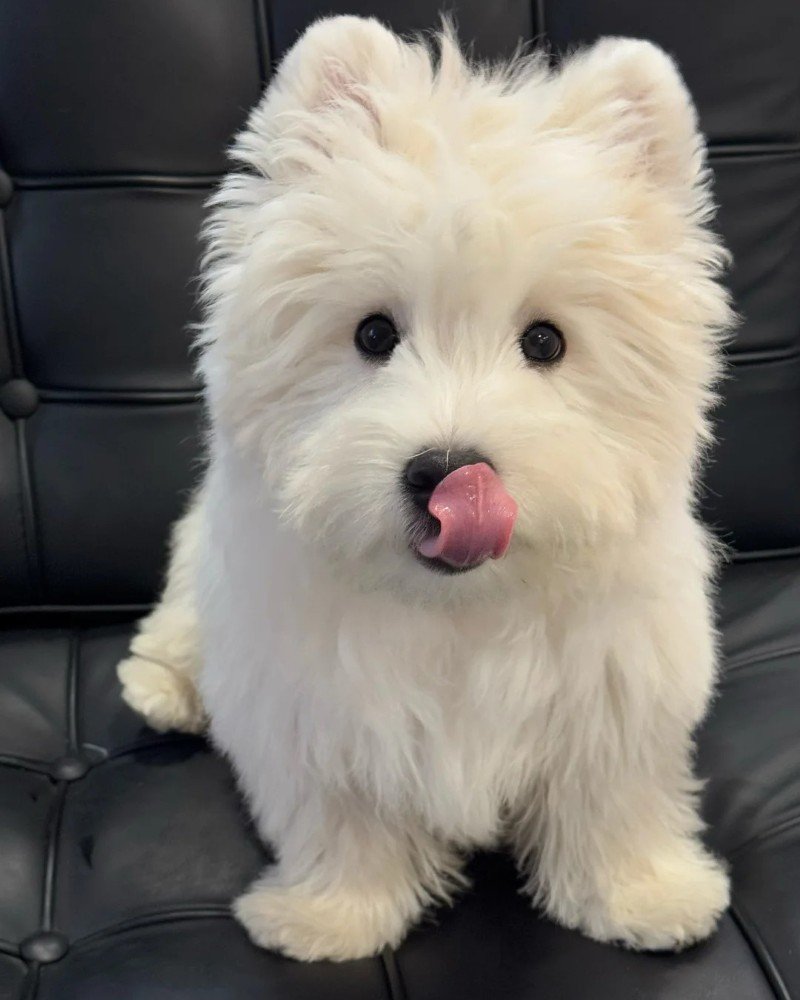 ảnh con chó cười 19