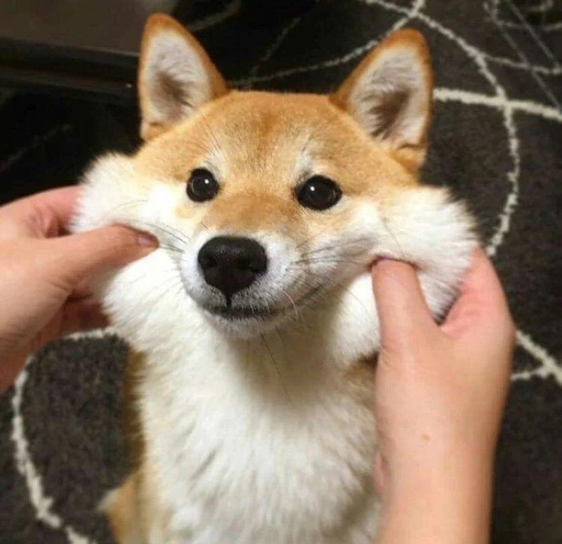 ảnh con chó cười 2