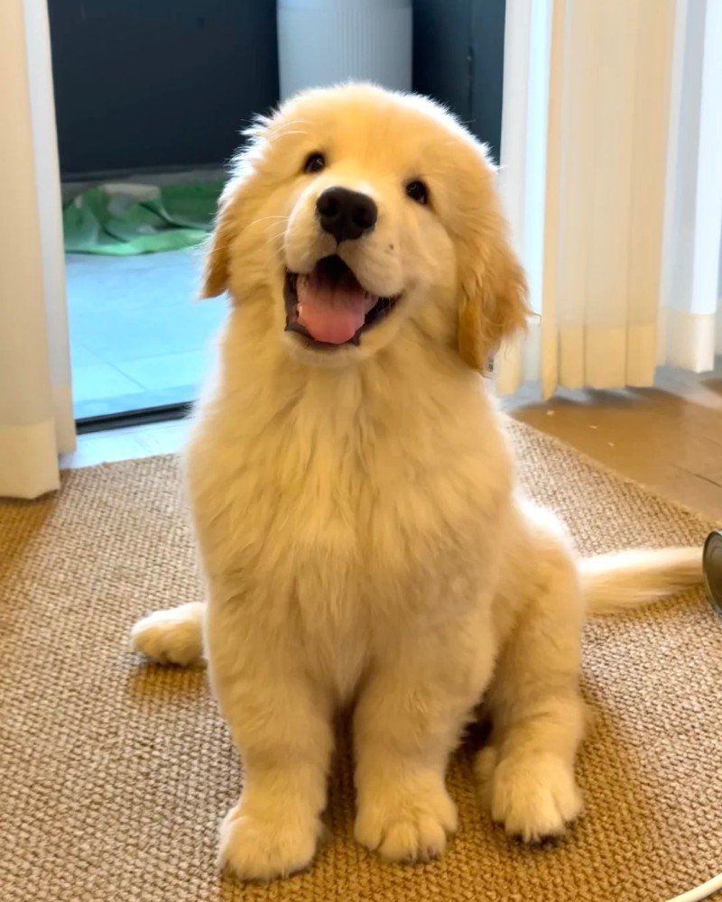 ảnh con chó cười 20