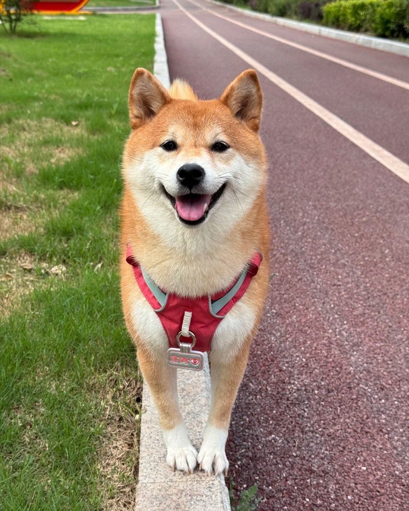 ảnh con chó cười 21