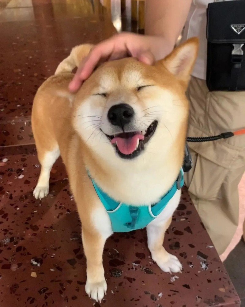 ảnh con chó cười 22