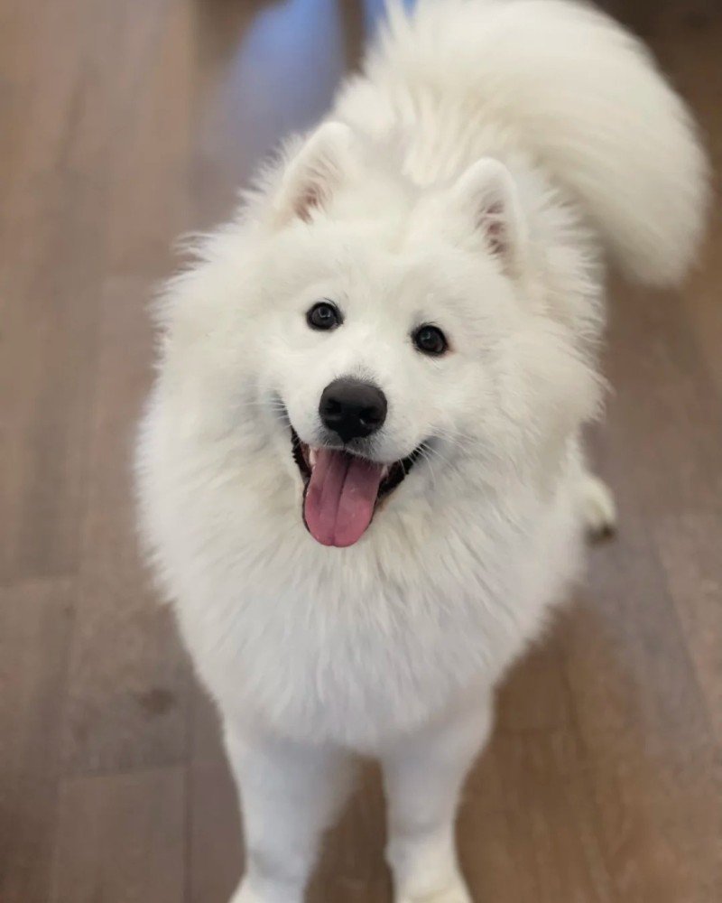 ảnh con chó cười 23