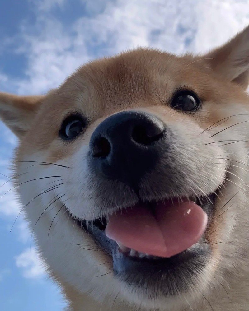 ảnh con chó cười 26