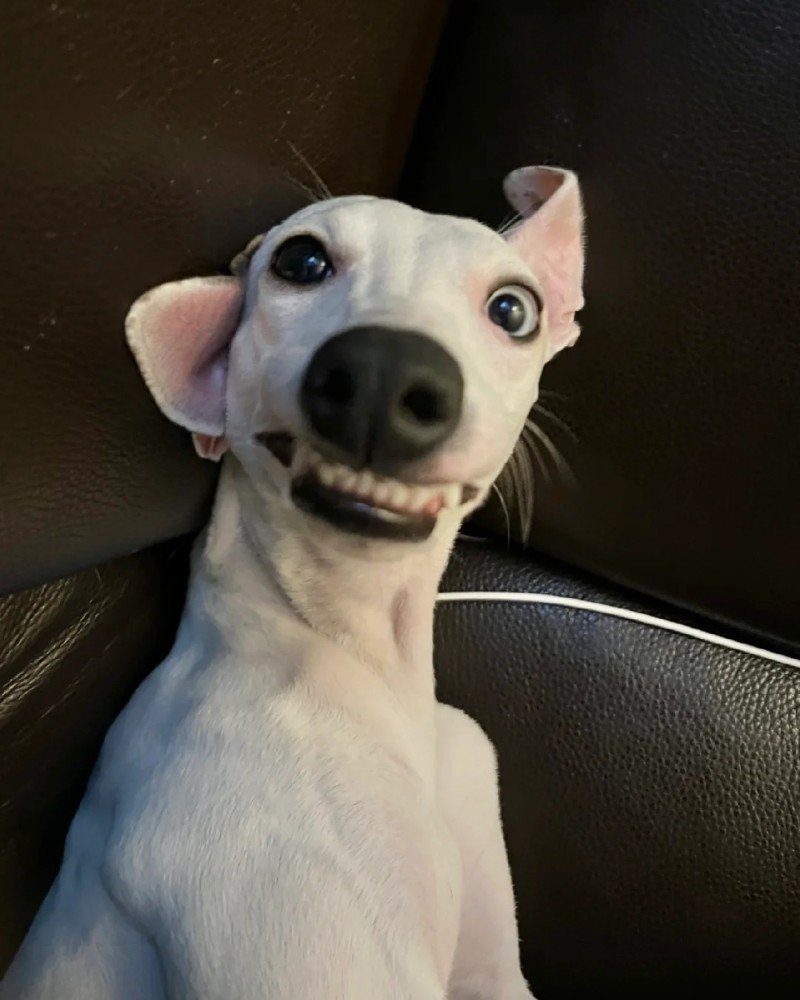 ảnh con chó cười 27