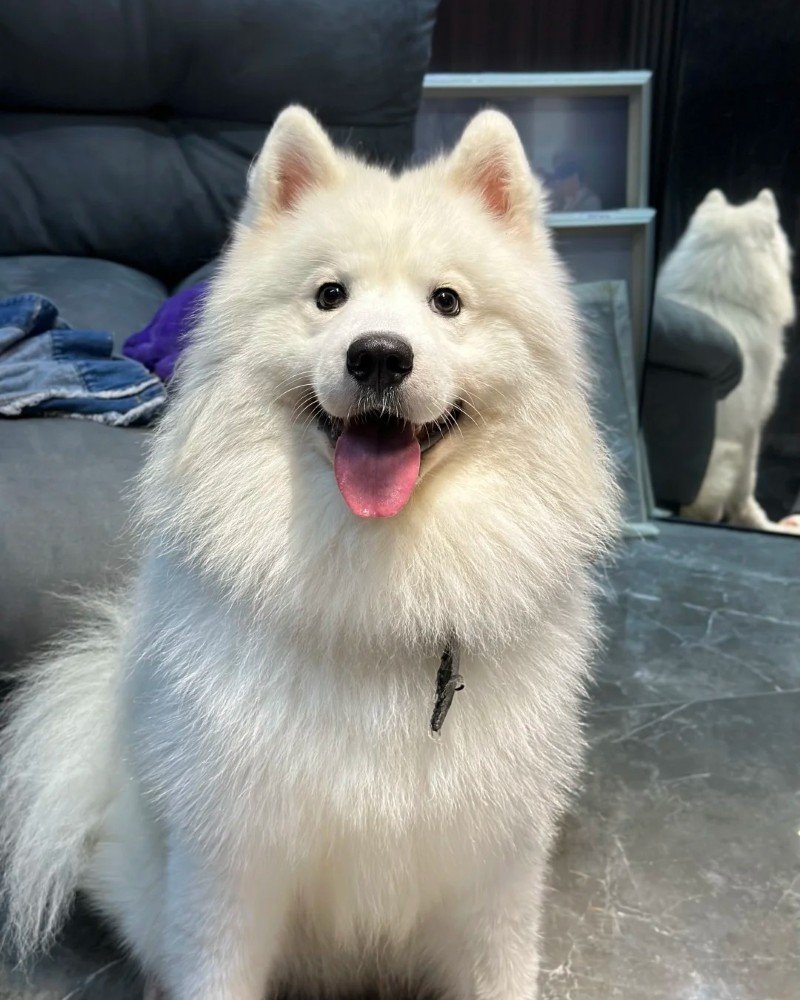 ảnh con chó cười 28