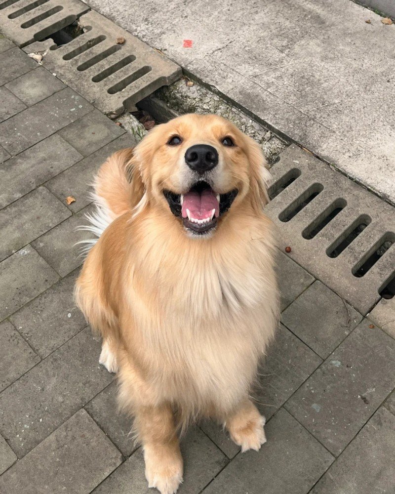 ảnh con chó cười 29