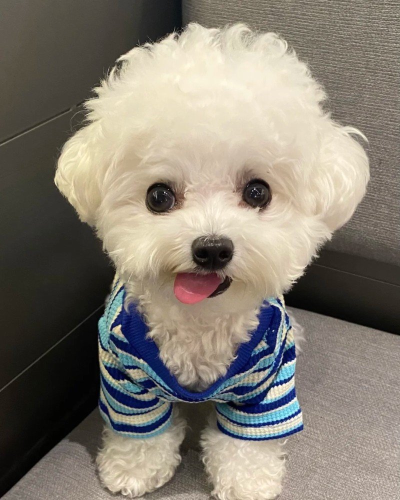 ảnh con chó cười 30