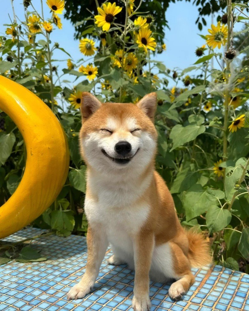 ảnh con chó cười 6