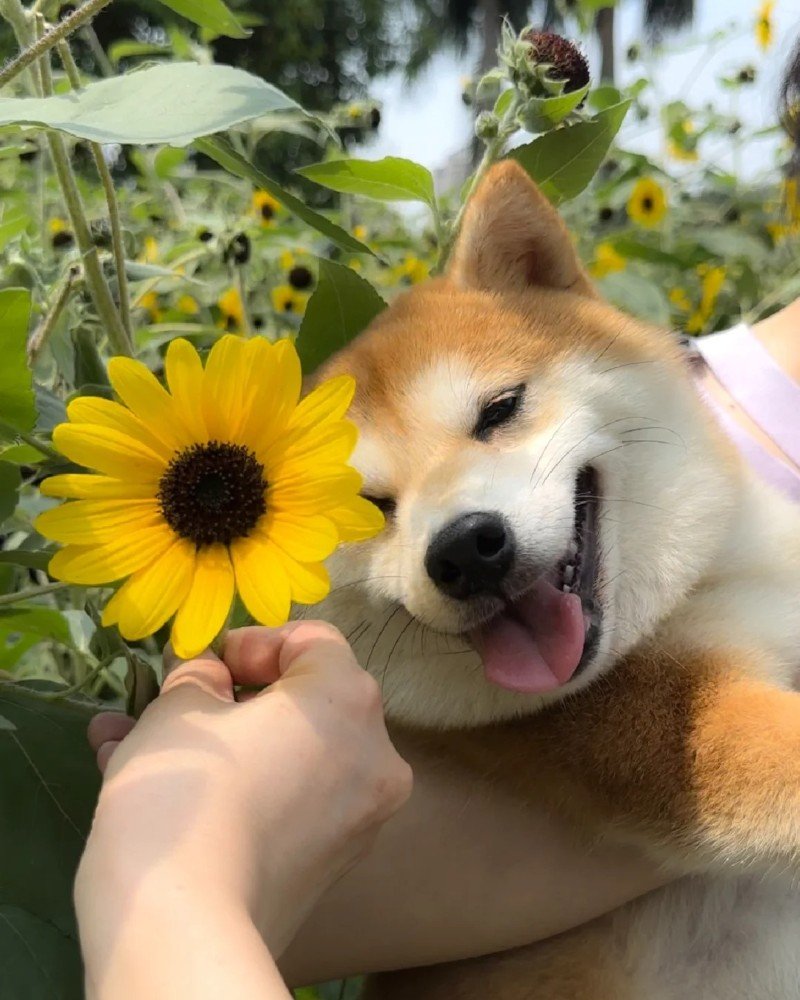 ảnh con chó cười 7