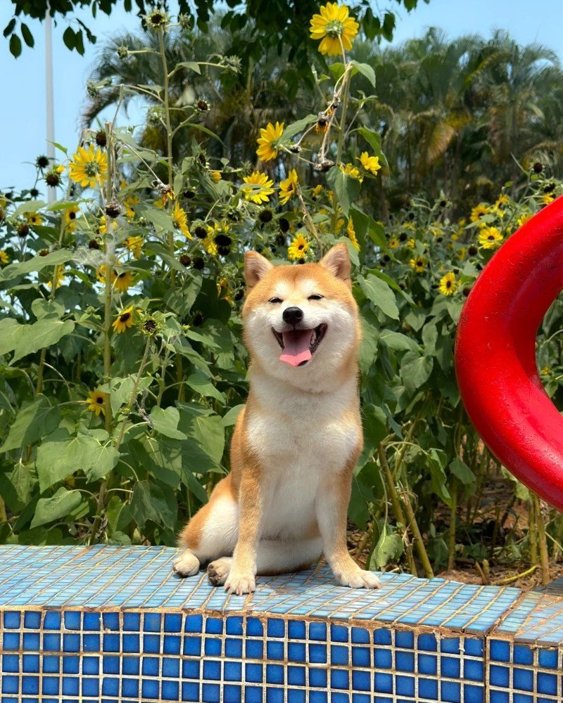 ảnh con chó cười 8