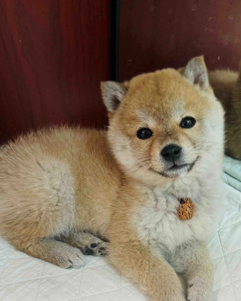 ảnh con chó cười 9