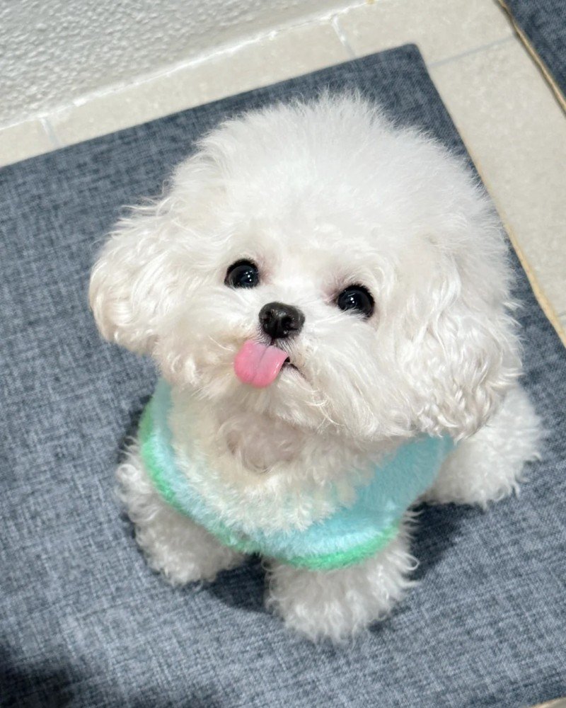 ảnh con chó cute 1