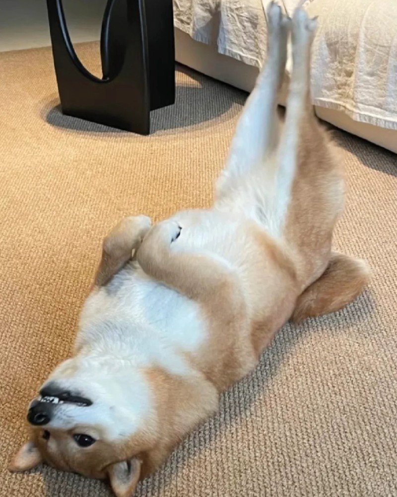 ảnh con chó cute 10