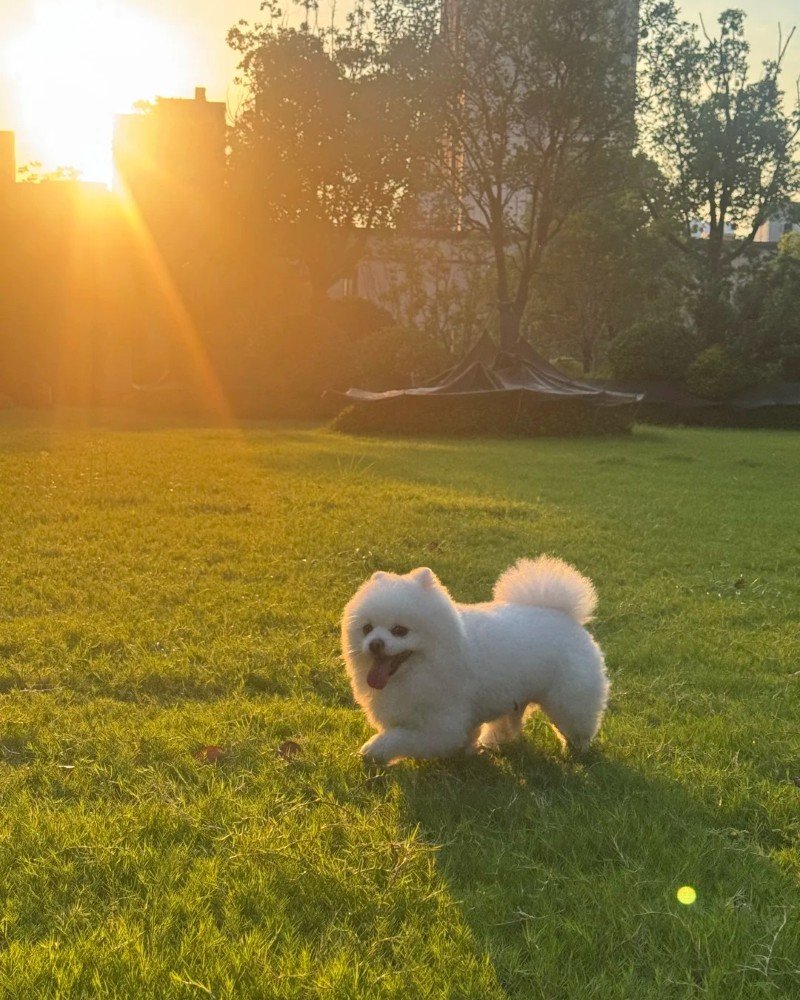 ảnh con chó cute 12