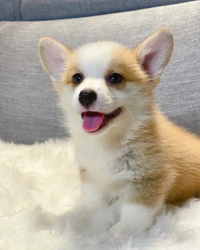 ảnh con chó cute 13