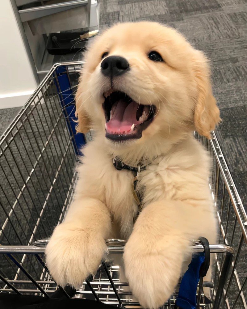 ảnh con chó cute 14