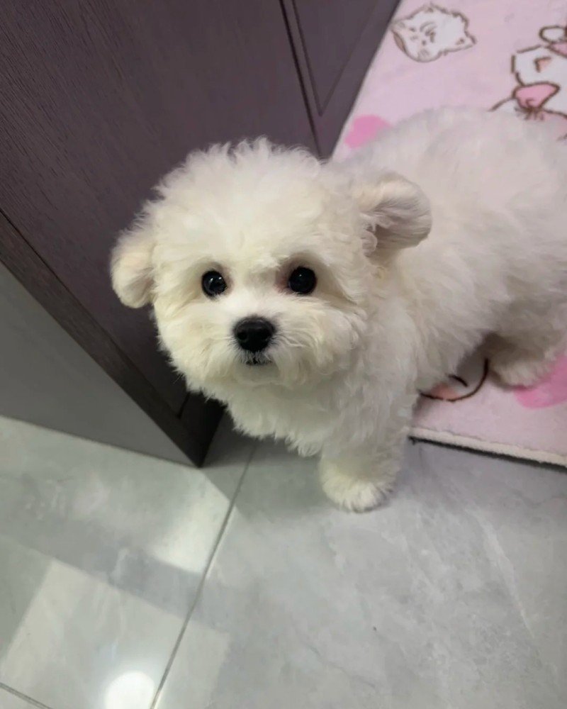 ảnh con chó cute 15