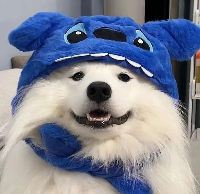 ảnh con chó cute 19