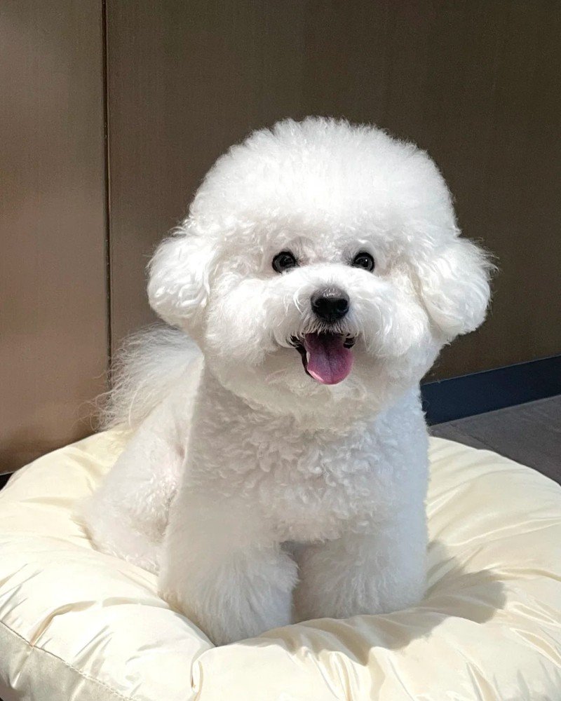 ảnh con chó cute 2