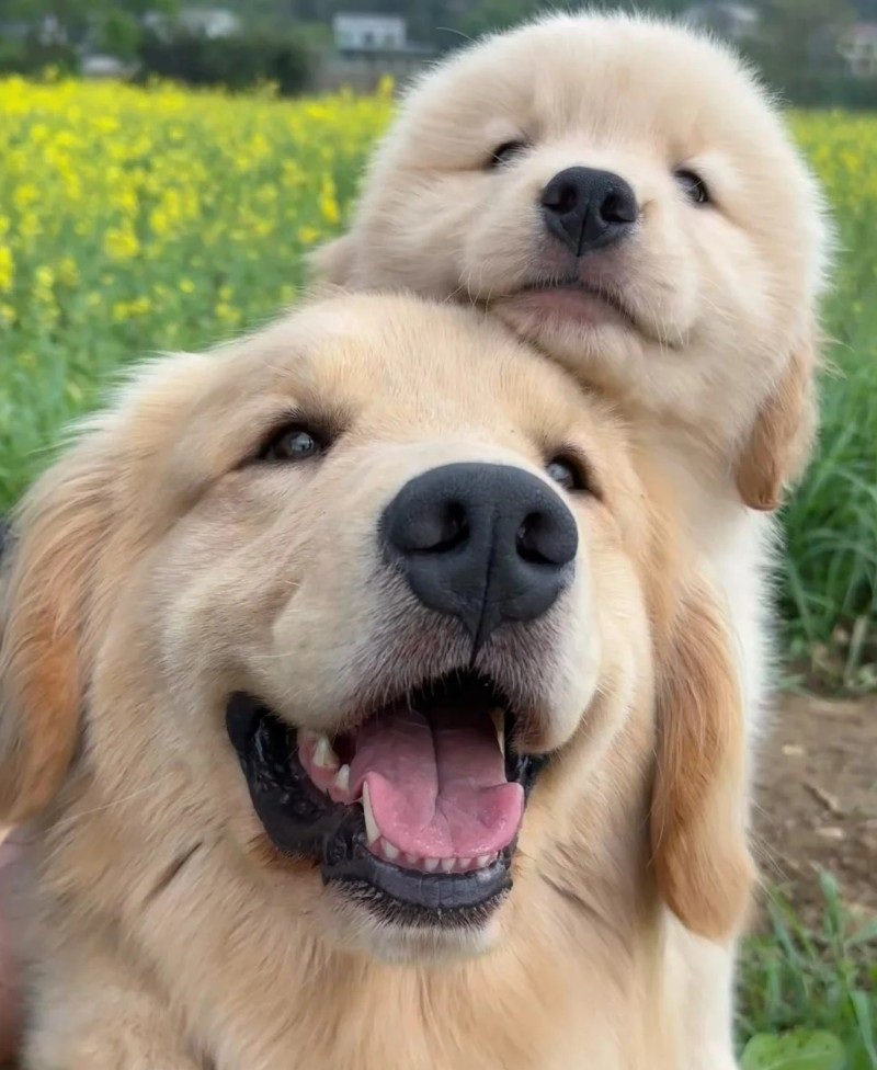 ảnh con chó cute 20