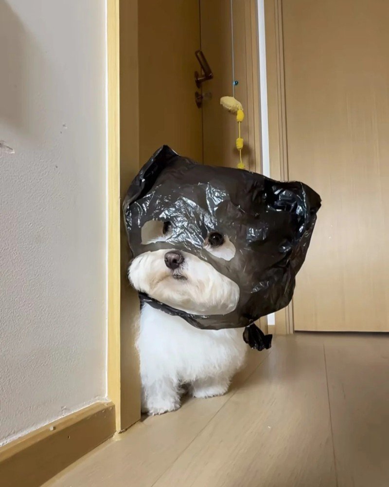 ảnh con chó cute 21