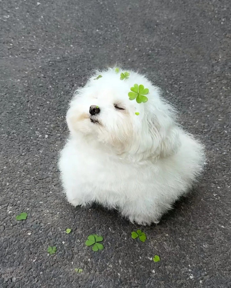 ảnh con chó cute 22