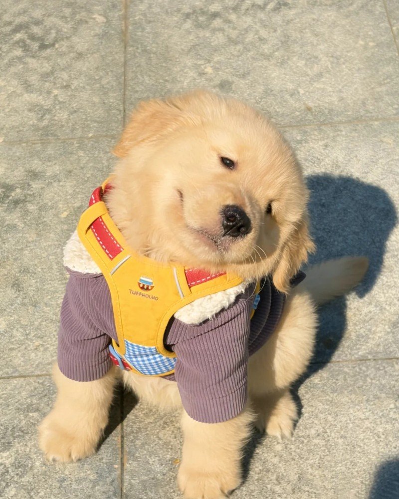 ảnh con chó cute 24