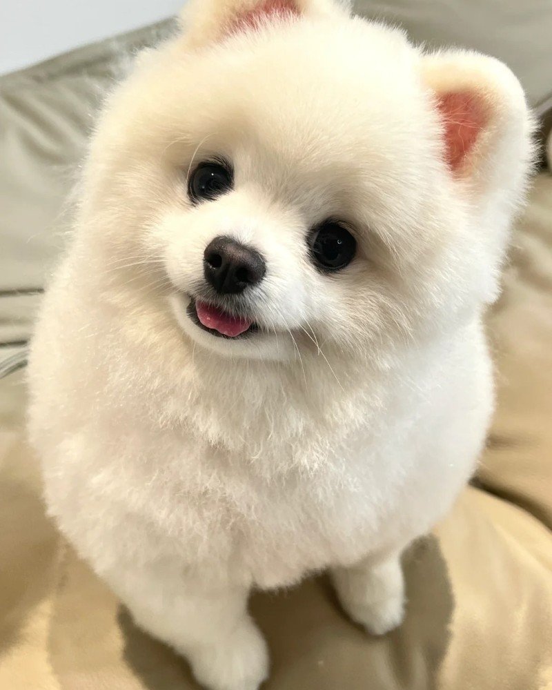 ảnh con chó cute 25