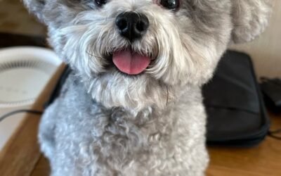 144+ Ảnh con chó cute dễ thương khiến ai cũng tan chảy