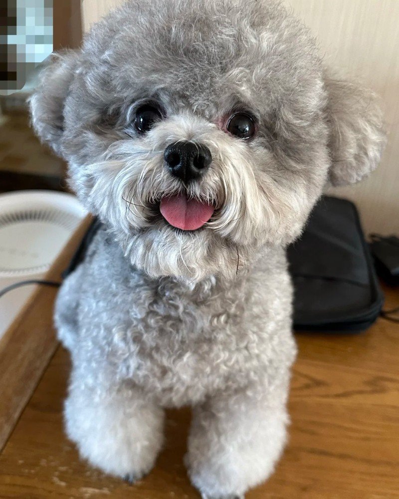 ảnh con chó cute 27