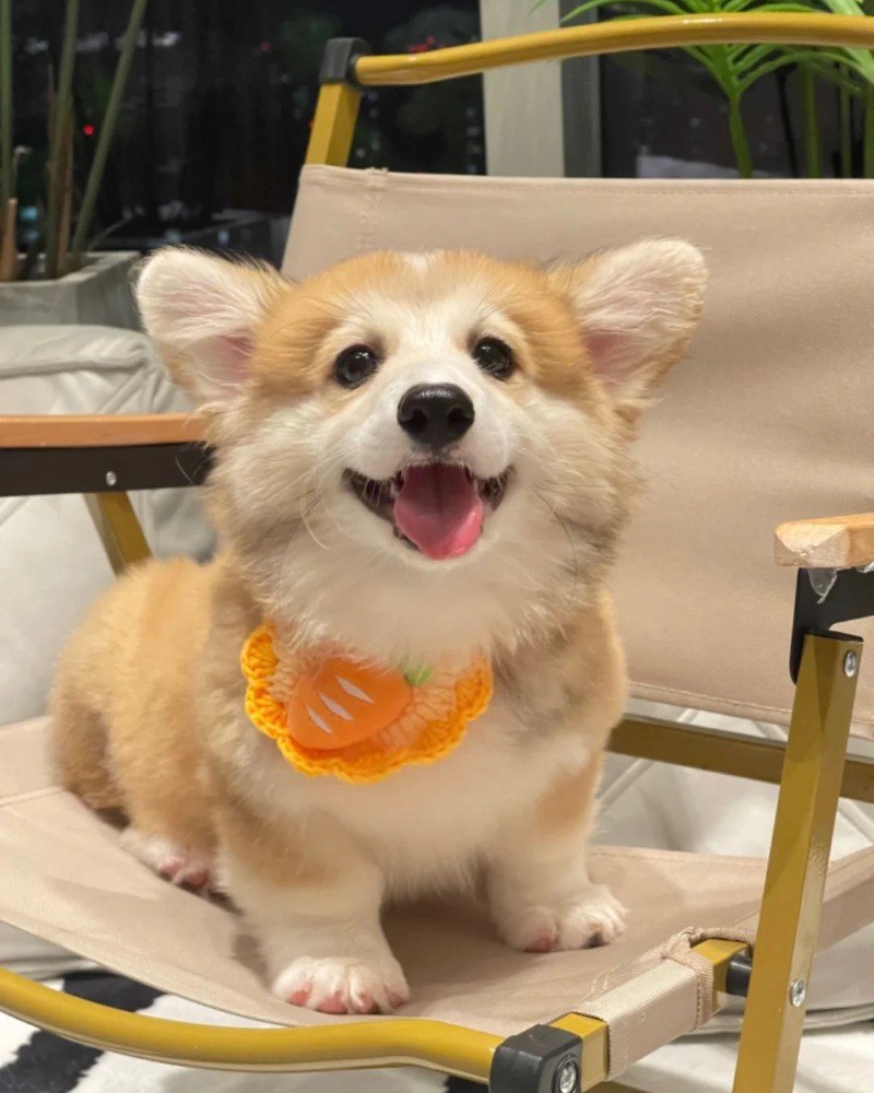 ảnh con chó cute 28