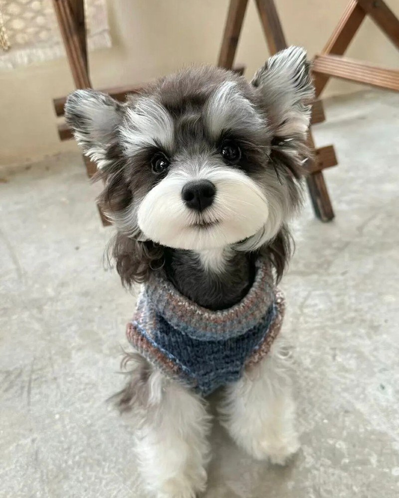 ảnh con chó cute 29