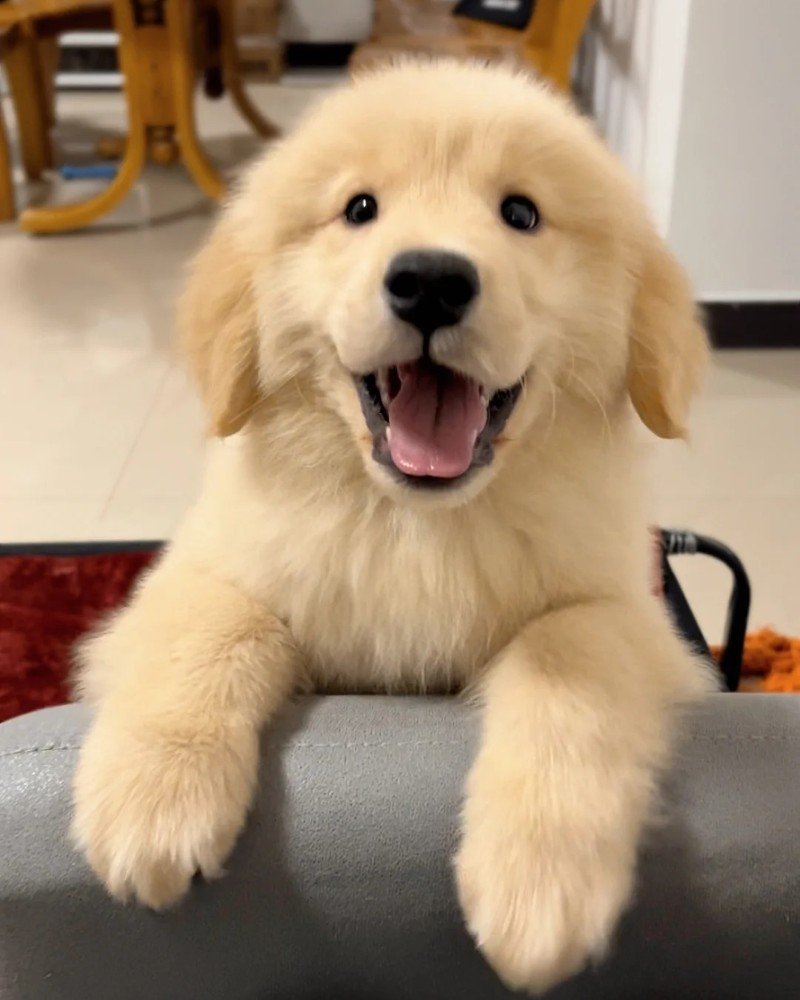 ảnh con chó cute 32