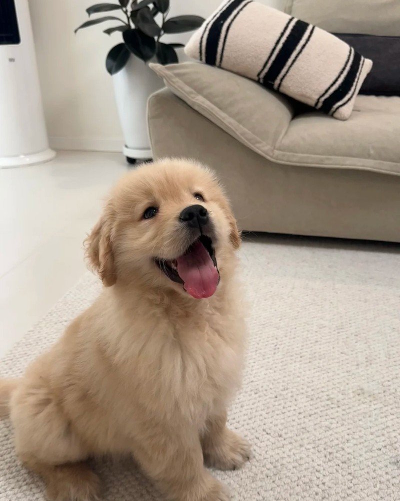 ảnh con chó cute 6