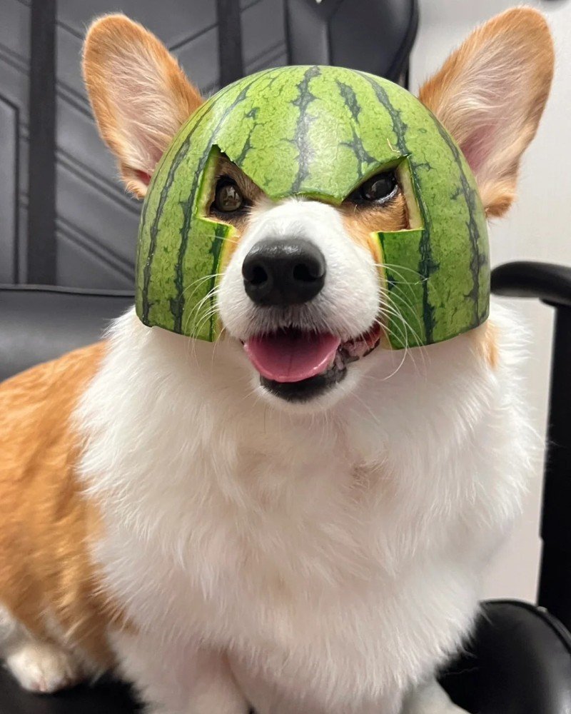 ảnh con chó cute 7