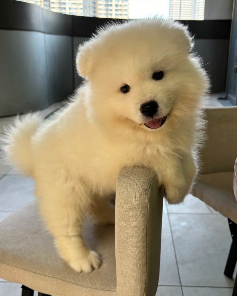 ảnh con chó cute 9