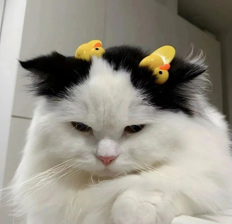 ảnh mèo buồn 10