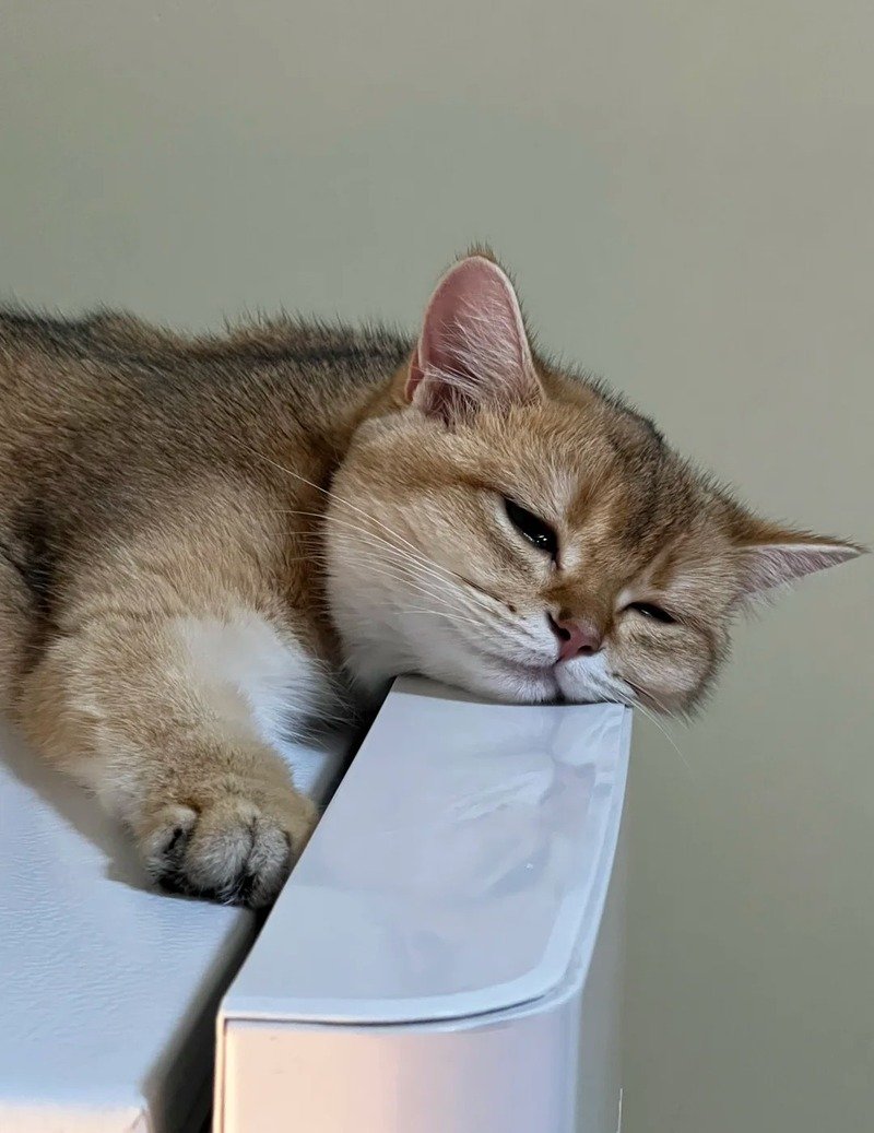 Hình ảnh mèo buồn phong cách đáng yêu