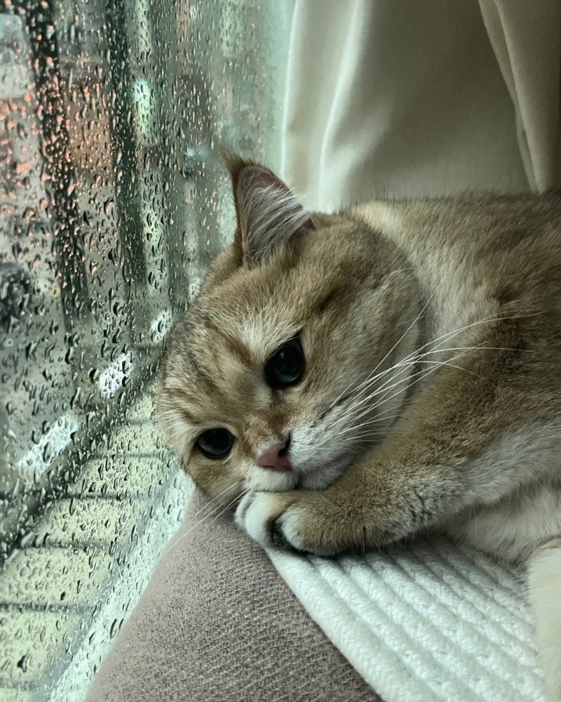 ảnh mèo buồn 11