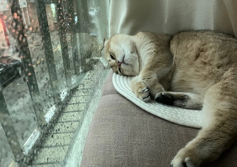 ảnh mèo buồn 12