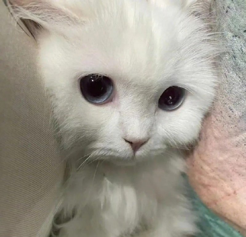 ảnh mèo buồn 13